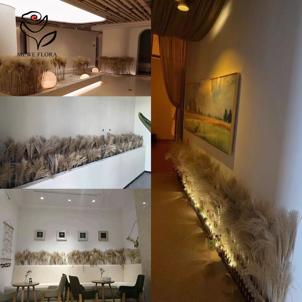 200PCS Natural Dried Fluffy Re - Pampas Grass Decor 评论和价格